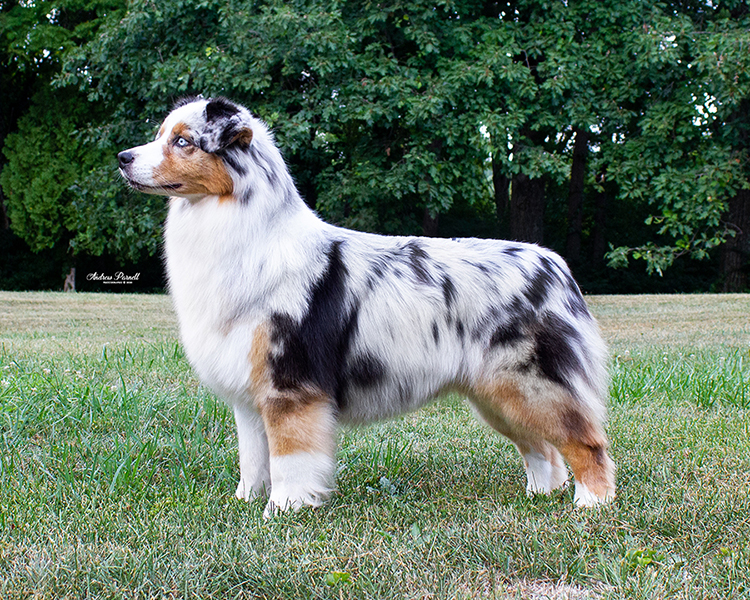 Shoreland Kennel • Australian Shepherds